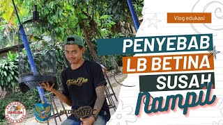 Solusi dan penyebab Lovebird betina susah nampil di lapangan