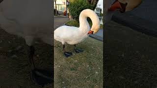 Very clever swan #animals #shortsfeed #shortvideo #swan #shorts #short #shortsviral