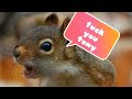 Fuck you tony (squirrel version)