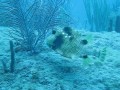 spotted trunkfish 7 28 12