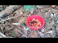 CATCHING AMAZINGLY DELICIOUS BAMBOO PEPPER WORMS