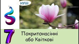 Покритонасінні або Квіткові