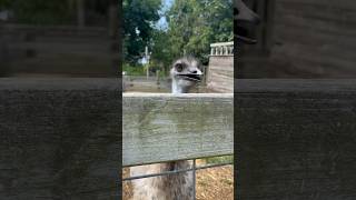 There’s One In Every Crowd! ~Wait Till The End♥️ #shortsfunny #emu #goats