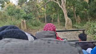 kabir krishna styles......jungle  safari