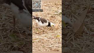 黑領椋鳥仔細地找食物 #wildlife #公園 #大自然 #生態攝影 #趣味 #野生動物 #自然 #wings #bird #nature #cute #jalak #hk #jalakgacor