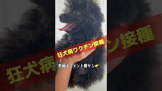 【注射が嫌過ぎる】注射の恐怖に暴れ狂うトイプードル #shorts #トイプードル #犬