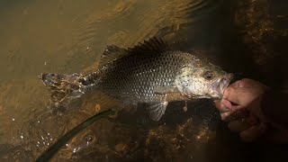 Chasing Jungle Perch in FNQ - Hinchinbrook