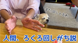 【関西弁をしゃべる犬】チワワの銀さん　人間て話す時ろくろ回しがちよな【おしゃべりペット】