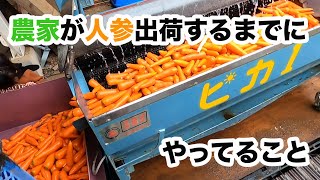 にんじん出荷までの流れ