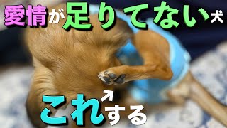 愛情が足りていない犬はこの行動をします。