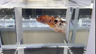 Orange Crowntail Koi Betta