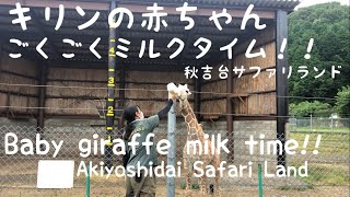 Baby Giraff Milk Time！！キリンの赤ちゃんごくごくミルクタイム！！秋吉台サファリランド。