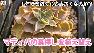 【多肉植物】マディバの葉挿しを植え替え！葉挿しは１年でどんなぐらい成長するのか？【初心者】【韓国苗】