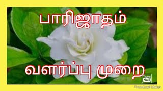 பாரிஜாதம் பூ செடி  வளர்ப்பு முறை tamil@ animal lover in tamil