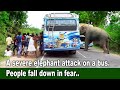 A severe elephant attack on a bus. People fall down in fear ...