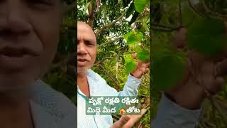 మా మిద్దె మీద తోట 😀 తమలపాకు చెట్టు. To know how to grow do follow our channel #youtubeshorts #grow