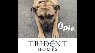 Builder Spotlight - Trident Homes