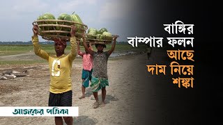 রায়পুরায় বাঙ্গির বাম্পার ফলন আছে দাম নিয়ে শঙ্কা | Agriculture | Farmer | Raypura | Ajker Patrika