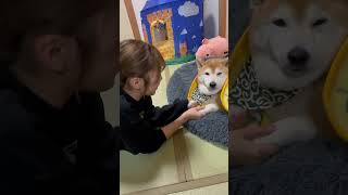 柴犬福 福タン可愛い音頭🤣Sister and Shiba🤣#姉と柴 #shorts #dogshorts #funnydog #funny #shiba #柴犬 #시바 #시바견