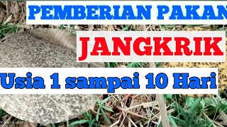 PEMBERIAN PAKAN JANGKRIK USIA 1 SAMPAI 10 HARI