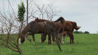 Roadside Horsey Watch:  Mama With New Baby Being Protected By Two Males