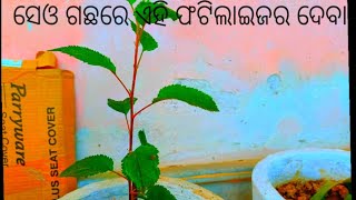 ସେଓ ଗଛର ଏହି କେୟାର୍ ନେବା ।।