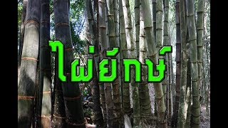 พาชมไผ่ษ์ยัก  | Dendrocalamus | ไผ่ยักษ์น่าน | ไผ่หกยักษ์