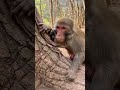 funny monkey 36