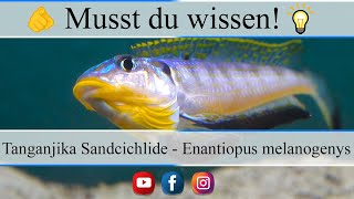 Haltungsbedingungen und Infos zu Tanganjika Sandcichliden - Enantiopus (Xenotilapia) melanogenys