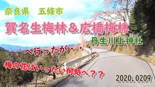 奈良県　五條市　賀名生梅林（あのうばいりん）＆下市　広橋梅林へ梅の花を見に行く！