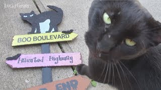 Boo Day 55 - Boo Boulevard - Training And Socializing A Feral Cat