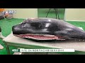 200kg급 생참치를 먹기까지의 전과정과 해체쇼 giant bluefin tuna cutting show