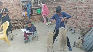 Bandar with baby funny video 🤣🐒||new bandar wala funny||monkey video||little baby with monkey funny