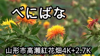 べにばな　山形市高瀬紅花畑4Ｋ＋2.7Ｋ