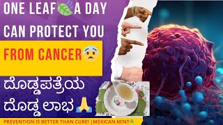 ದಿನಕ್ಕೆ ಒಂದೇ ಒಂದೂ ಎಲೆ ತಿಂದ್ರೆ ಸಾಕು ಕ್ಯಾನ್ಸರ್ ನಂತಹ ಮಾರಕ ರೋಗಗಳು ನಿಮ್ಮ ಬಳಿ ಸುಳಿಯೋದಿಲ್ಲ/Dodda Patre