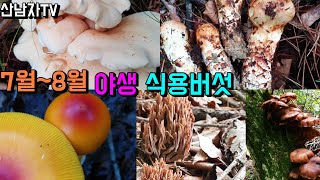 8월 야생 식용버섯 잡버섯 산행 뽕나무버섯 싸리버섯 송이버섯 달걀버섯 다발방패버섯 (쇠코버섯) 여름송이  산남자 약초 버섯 산행 이야기 항암 자연 건강 mushroom ~ !