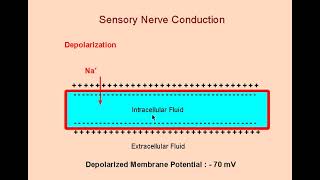 2 Electrophysiology Tutorial