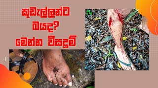 කූඩැල්ලන්ට බයද?මෙන්න විසදුම් | How to prevent Leech bites