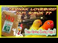 Ternak Lovebird sistem Kering Untuk Pengganti Extra Fooding Sayur2 an di Jamin Anti Ribet !