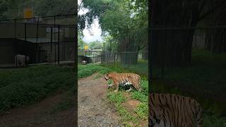 Must visit Tiger Reserve | Bannerghatta | Bangalore #shorts