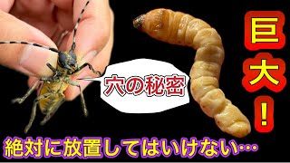 【驚きの大きさ】巨大カミキリムシの幼虫がイチジクの主幹を蝕む。大木も枯らす凶悪の害虫！早期の対策・駆除が重要です。