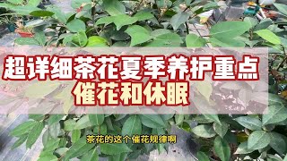 茶花夏季养护重点详解，光水肥催花与休眠