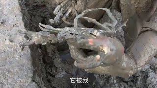 【漁妹趕海】渔妹在废弃养蟹池探索，竟在深洞里发现值钱膏蟹，脸上乐开了花