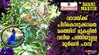 വാവയ്ക്ക് പിടികൊടുക്കാതെ മരത്തിന് മുകളിൽ വലിയ പത്തിയുള്ള മൂർഖൻ പാമ്പ് | EP 429