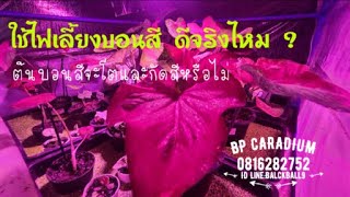 ฺBP CARADIUM : การใช้ไฟต้นไม้ เลี้ยงบอนสี ดีจริงหรือไม่?