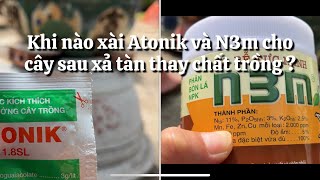 Khi nào xài Atonik và N3m cho cây mai sau xả tàn thay chất trồng // 12-1 âm lịch