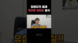 강아지가 먹으면 최악인 음식 #강아지 #동물병원 #강아지꿀팁