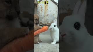 cute pet rabbit 39