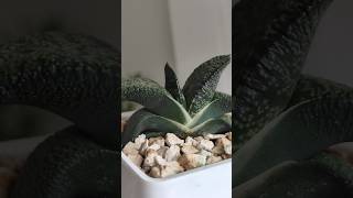 Gasteria Armstrongii Plant Growth #shortsvideo #succulent