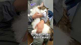 パパに抱っこでご満悦なメインクーン「まる」　 ねこずちゃんねるshorts263 #ねこ #猫 #cat #巨猫 #shorts #もちまる